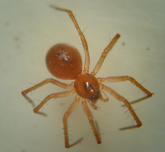 SPIDER FROM CANARY ISLANDS